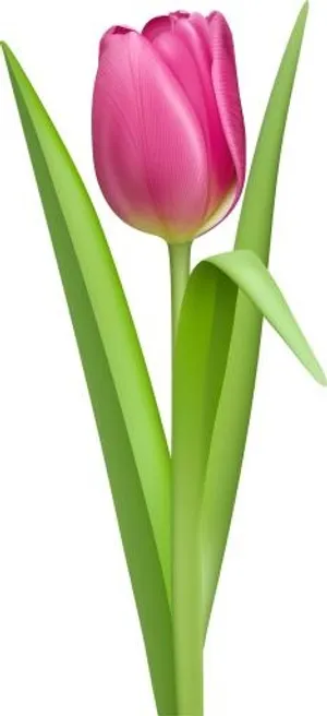 郁金香 PNG免抠