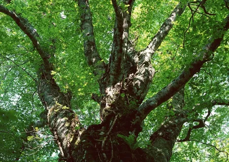 丛林之美 330 丛林之美 330