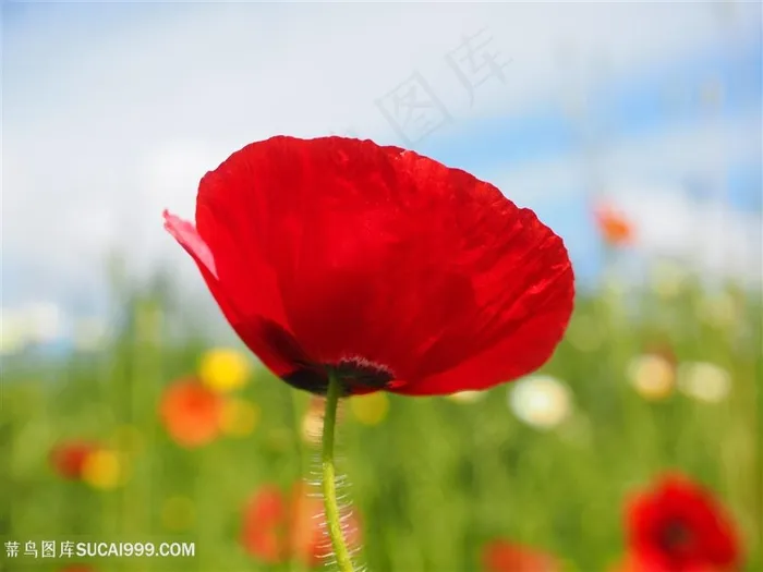 唯美红色虞美人花瓣特写图片