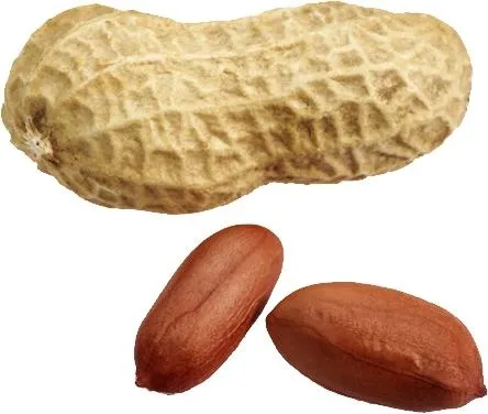 花生 PNG免抠(444x376)