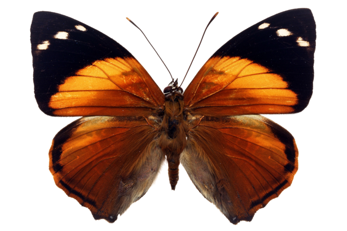 蝴蝶 彩蝶 花蝴蝶 动物 昆虫 免抠