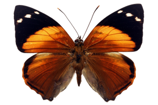 蝴蝶 彩蝶 花蝴蝶 动物 昆虫 免抠