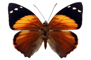 蝴蝶 彩蝶 花蝴蝶 动物 昆虫 免抠