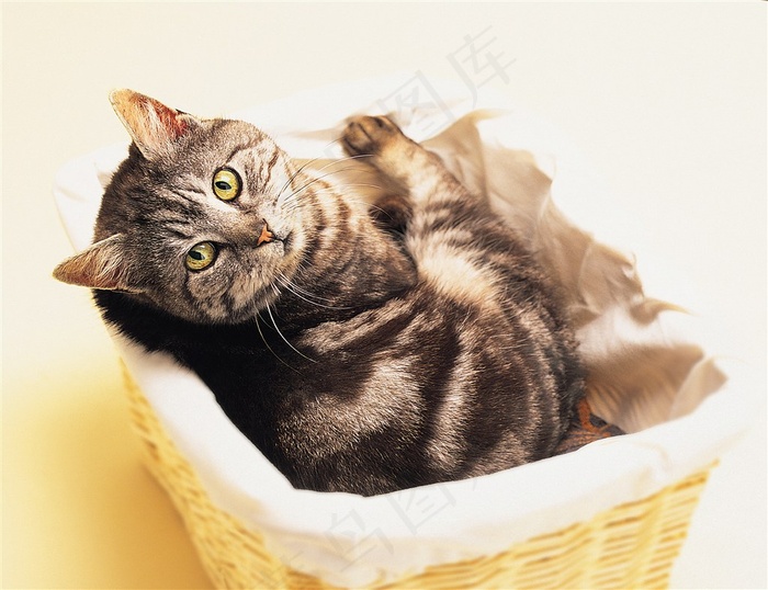 篮子里可爱猫咪图片