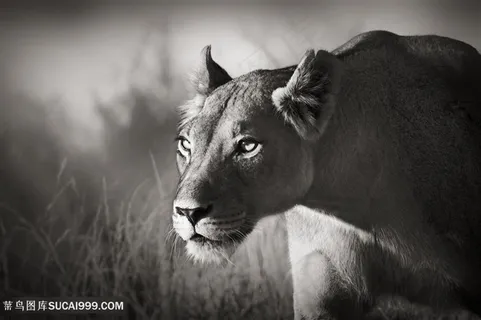 猎豹黑白特写高清图片