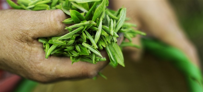 春季茶叶采茶