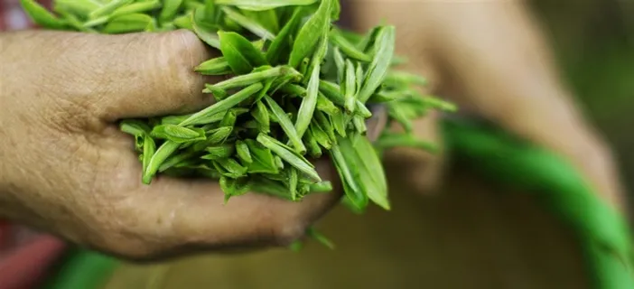 春季茶叶采茶 春季茶叶采茶
