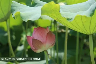 荷叶下的荷花素材