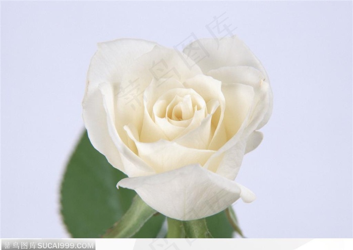 玫瑰花物语-一朵白色的玫瑰