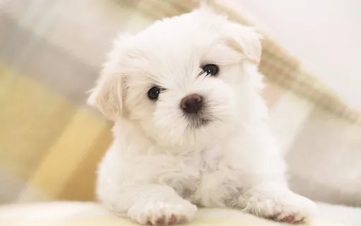 小白狗狗  小白狗狗