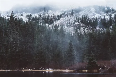 美丽雪山和森林 美丽雪山和森林