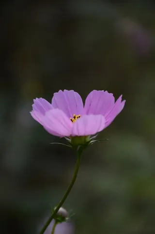 阳光下的波斯菊