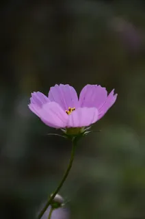 阳光下的波斯菊 阳光下的波斯菊