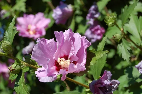 盛开的芙蓉花图片 盛开的芙蓉花图片