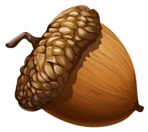 橡子 PNG 图像免抠(600x537)