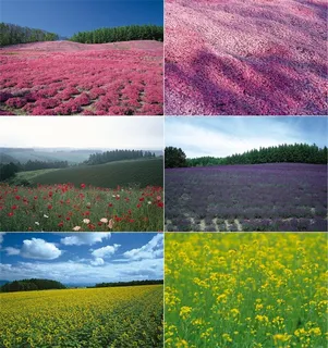 田园花海风景高清图片