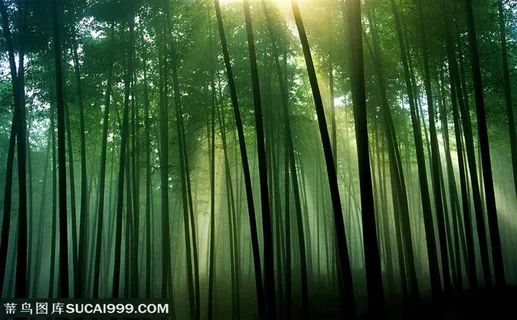 竹林风景- 阳光洒进迷雾中的竹林 竹林风景- 阳光洒进迷雾中的竹林