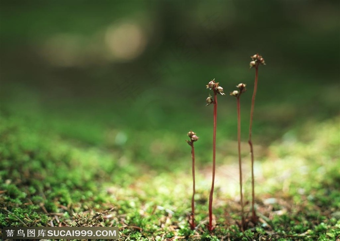 苔藓植物上生长着开着小花的植物