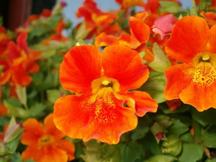 红艳花朵特写图片 红艳花朵特写图片