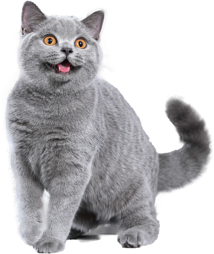 免扣素材实物猫咪摄影