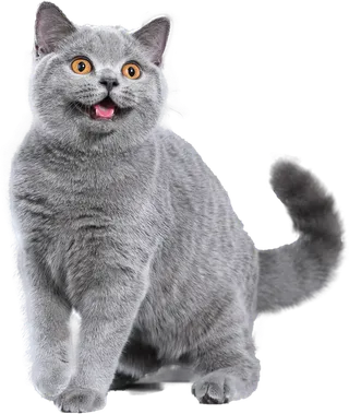 免扣素材实物猫咪摄影