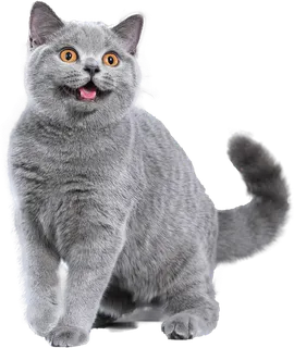 免扣素材实物猫咪摄影 免扣素材实物猫咪摄影
