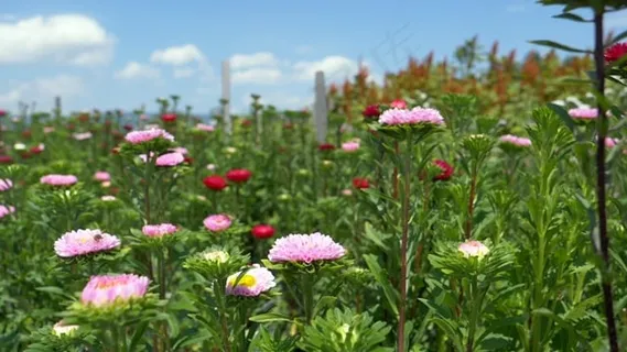 花, 原野, 野花, 多彩多姿的, 夏天, 春天, 花草甸