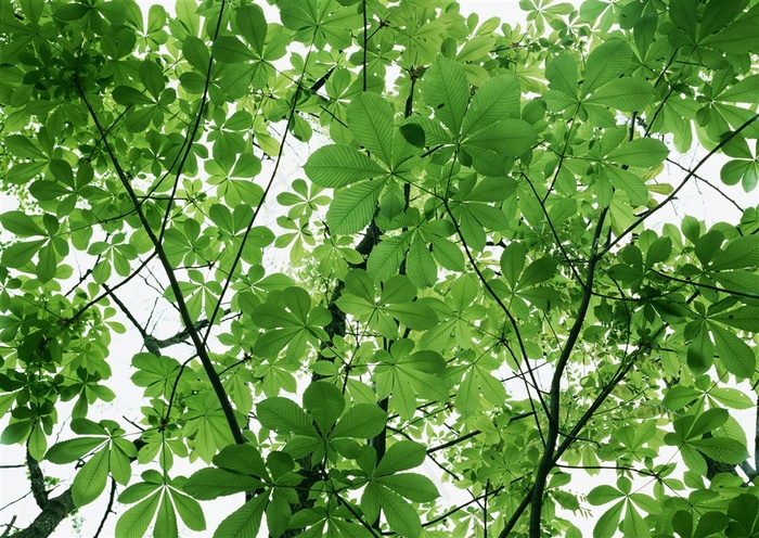 森林风景树林风景摄影图片