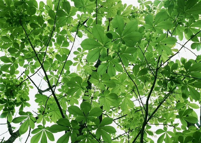 森林风景树林风景摄影图片