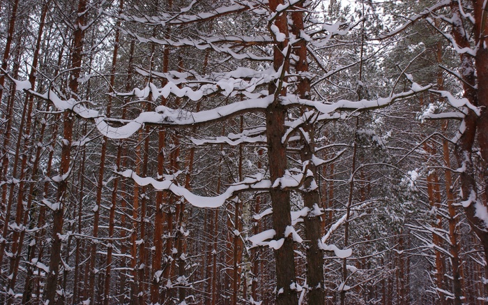 寒冬树林雪景图片