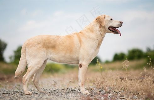 高清金毛侧面特写狗狗图片