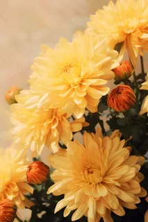 菊花光照摄影图