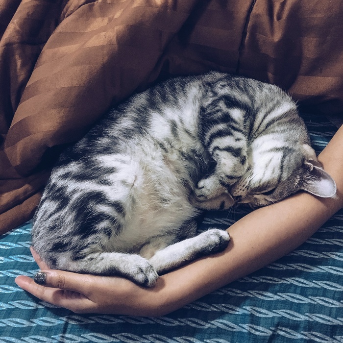 可爱猫咪猫猫摄影素材
