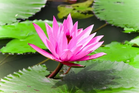 湖面上的粉色莲花图片 湖面上的粉色莲花图片