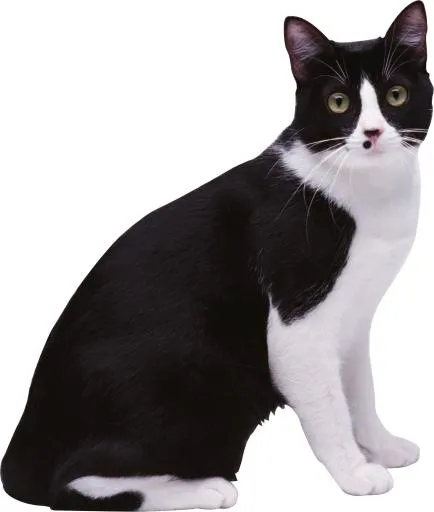 有斑点的猫 PNG免抠(1790x2109)