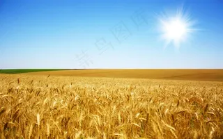金色阳光麦田摄影图片