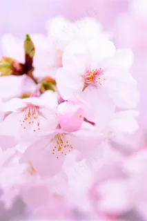 粉色樱花鲜花图片 粉色樱花鲜花图片