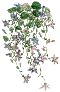 复古手绘植物花卉玫瑰花PNG免扣图案高清图片PS设计素材图 复古手绘植物花卉玫瑰花PNG免扣图案高清图片PS设计素材图