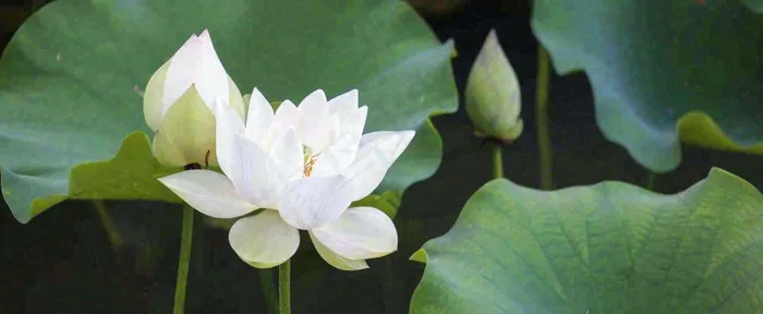 夏天白荷花荷花池，处暑小暑大暑夏至立夏摄影图(1712x704)