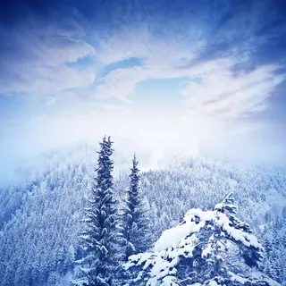 冬天雪松背景图片 冬天雪松背景图片
