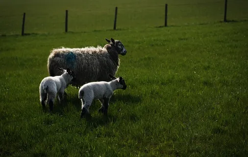 羊白羊牧场动物素材动物实拍