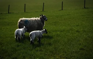 羊白羊牧场动物素材动物实拍