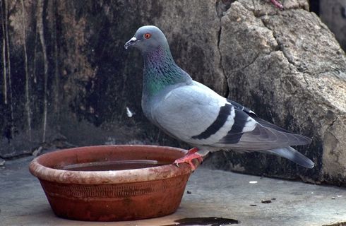 灰色鸽子喝水图片