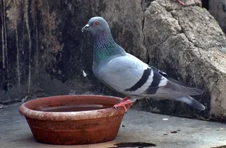 灰色鸽子喝水图片