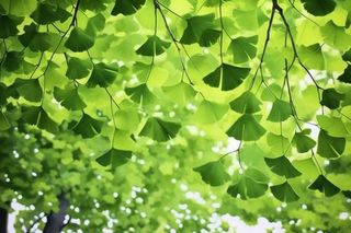 绿色银杏叶背景