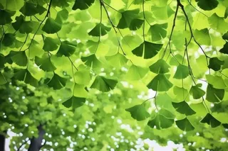 绿色银杏叶背景