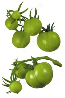 西红柿素材图片下载