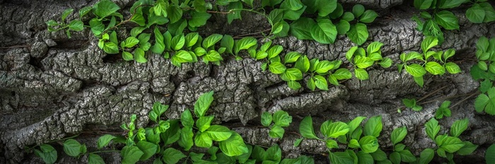 小清新植物图片