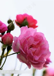 美丽的蔷薇鲜花高清图片 美丽的蔷薇鲜花高清图片