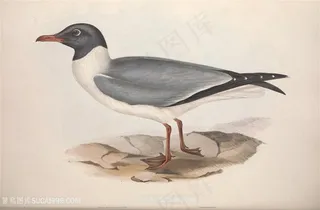 水彩高清鸟类装饰画插画